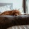 golden retriever lays on cozy bed